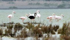 Na Kipru otkriven vjerovatno jedini crni flamingo na svijetu