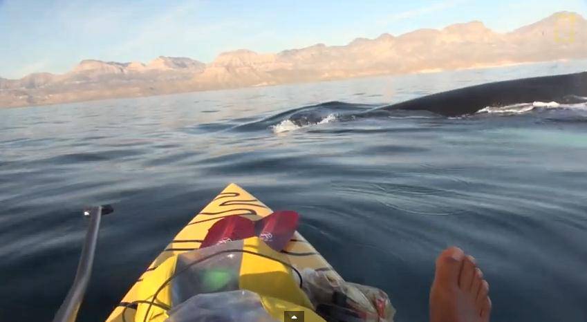 Istraživači National Geographic doživjeli veliko iznenađenje u vodama Meksika (VIDEO)