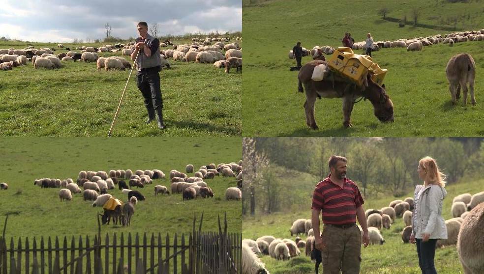 U BiH na planinama ima posla: Fakultet napustio zbog čuvanja ovaca (VIDEO)