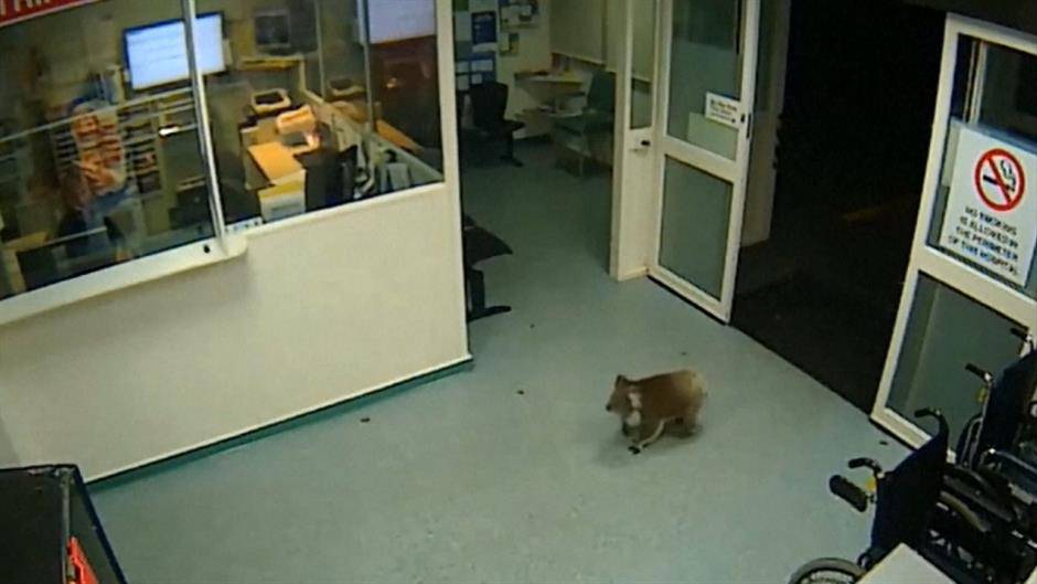 Koala iz urgentnog centra postala hit na internetu (VIDEO)