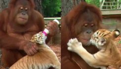 Oduševiće vas: Ženka orangutana hrani tigriće flašicom mlijeka, mazi se i igra s njima (VIDEO)