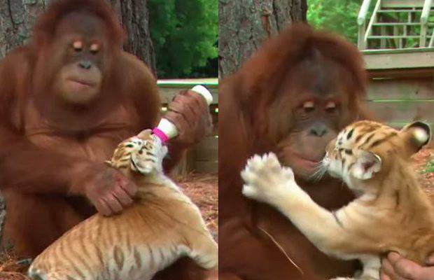 Oduševiće vas: Ženka orangutana hrani tigriće flašicom mlijeka, mazi se i igra s njima (VIDEO)