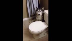 Husky neće da se kupa pa se ''svađa'' s vlasnicom (VIDEO)