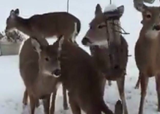 Ni kriv ni dužan uništio ženi dan jednim potezom (VIDEO)