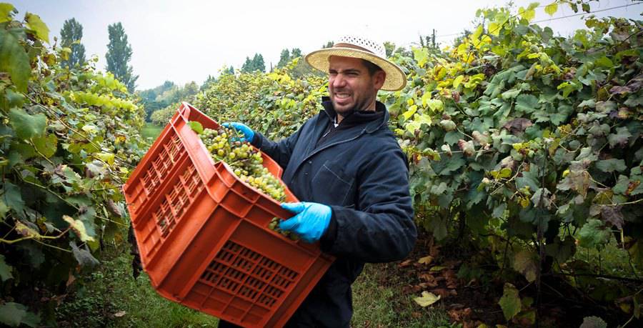 Do sezonskog posla u Italiji bez posrednika