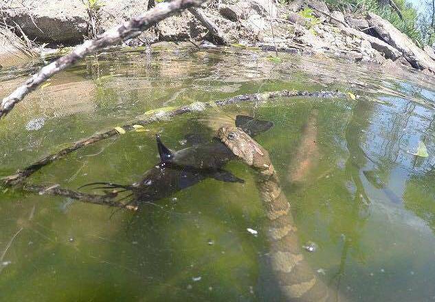 Nije fotomontaža: Ogromna zmija ulovila soma (FOTO)