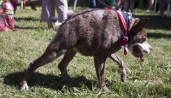 ''Ugliest Dog Contest'': Upoznajte dobricu - Quasimoda (FOTO/VIDEO)