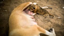 Jedinstven slučaj u zoološkom vrtu u Gazi: Ženka psa hrani mladunče lava (FOTO)