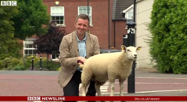 Nasmijao gledaoce: Reporter BBC-a i jagnje sa slabom bešikom (VIDEO)