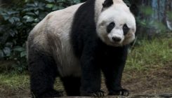 Panda Jia Jia na pragu obaranja rekorda najstarije velike pande u zatočeništvu