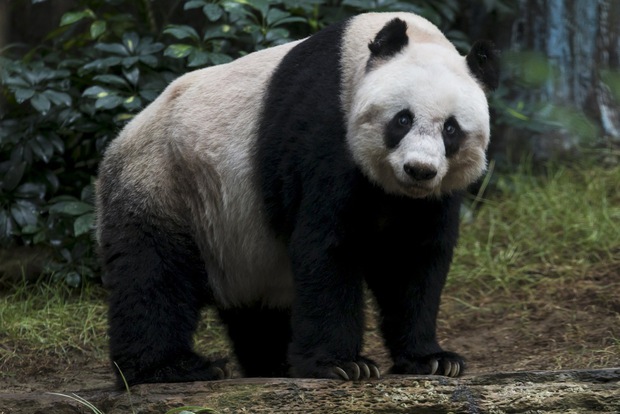 Panda Jia Jia na pragu obaranja rekorda najstarije velike pande u zatočeništvu