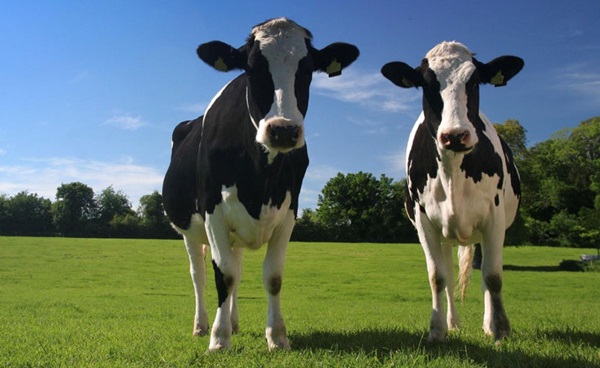 Hrvatska: Uginulo više od 100 goveda, četiri osobe u bolnici, potvrđen antraks