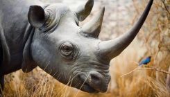 Nosorozi će u rogu imati ugrađenu kameru kako bi se spriječilo istrebljivanje (VIDEO)