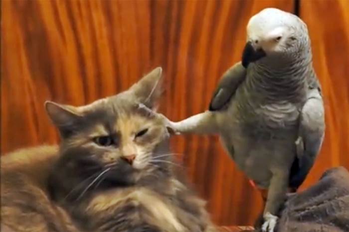 ''Biseri'' iz životinjskog svijeta: Papagaj hoće da se druži a maca... (VIDEO)