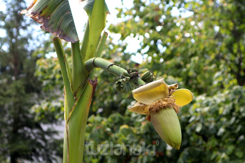 U ''antistresnom-egzotičnom vrtu'' u Tuzli rodila i banana (FOTO/VIDEO)