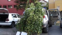 Gračanička krim policija otkrila mini plantažu marihuane (FOTO)