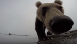 GoPro kamera snimila unutrašnjost čeljusti radoznalog medvjeda (VIDEO)