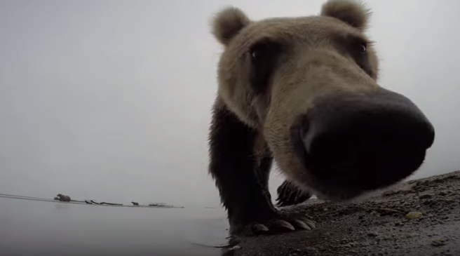 GoPro kamera snimila unutrašnjost čeljusti radoznalog medvjeda (VIDEO)