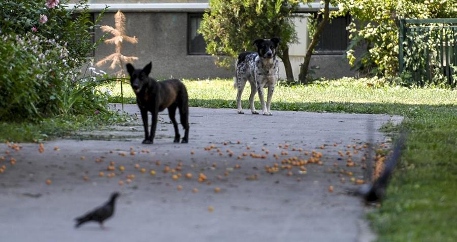 Ekipa Higijenskog servisa počela uklanjati opasne i bolesne pse u Sarajevu