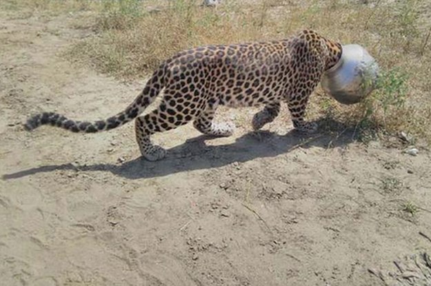 Dešava se i najboljima: Leopard se htio napiti vode iz ćupa pa se zaglavio (VIDEO)