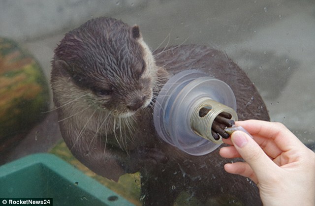 U japanskom zoološkom vrtu posjetioci se mogu rukovati s ovim preslatkim životinjama (VIDEO)