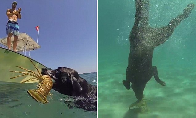 Labrador kakav se rijetko viđa: Naučite i vi svog psa kako izroniti jastoga (VIDEO)