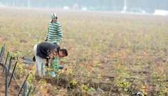 Jedna od najvećih plantaža u Evropi: Živinice postaju centar za proizvodnju borovnica (FOTO)