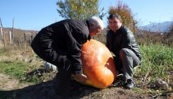 Poljoprivrednik uzgojio bundevu tešku 96 kilograma (FOTO)