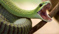 "Dnevnik smrti": Opisao kakav je osjećaj umrijeti od ugriza zmije