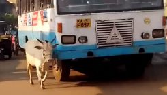 Krava godinama svakog dana zaustavlja autobus koji joj je ubio tele (VIDEO)