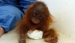 Maleno siroče orangutana cijelo vrijeme samo sebe grli jer mu fali mama (VIDEO)