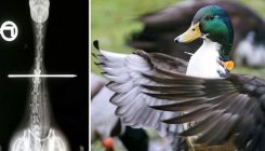 "Duck Norris" je "najžilaviji patak na svijetu": Pogledajte zašto... (VIDEO)