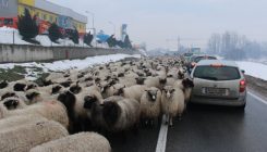 Gračanica: Cijelo stado ovaca na magistralnom putu, vozači negoduju (FOTO)