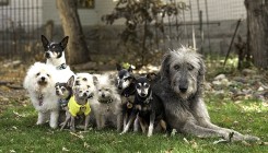 Nikada mu nije dosadno: Sretnim ga čini neobičan čopor životinja (FOTO)