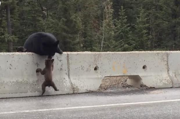 Mama medvjed spašava svoju bebu od nevolje na autoputu (VIDEO)