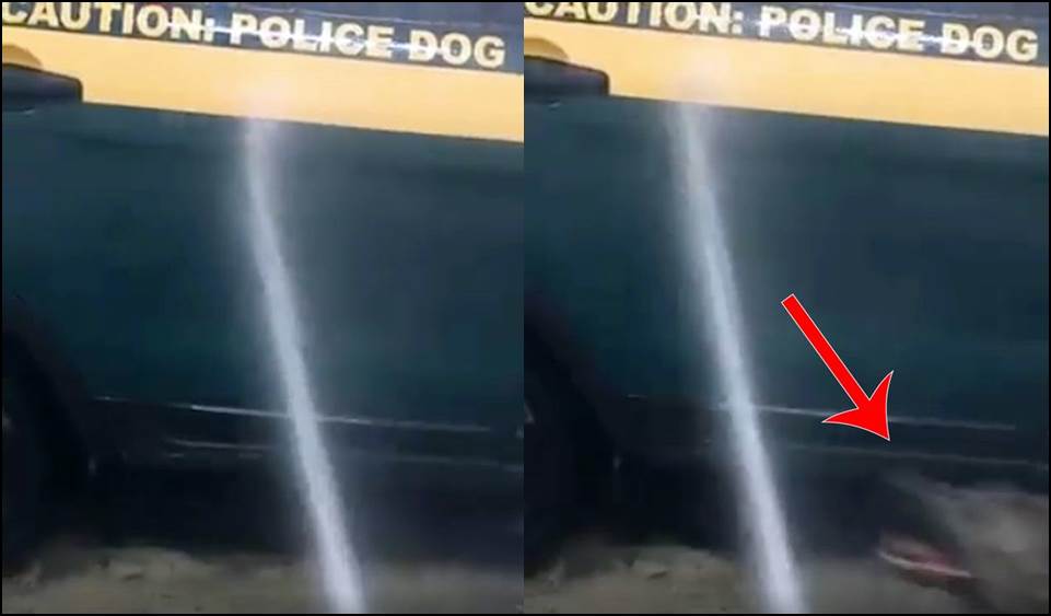 Ovako policijski pas učestvuje u pranju službenog automobila (VIDEO)