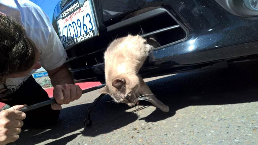 Mačak se uvukao u branik automobila i nekim čudom preživio vožnju nepovrijđen (FOTO)