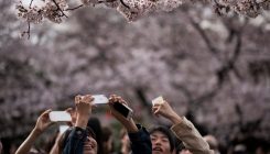 Japanci uživaju u beharu trešnje koja je nacionalni simbol te zemlje (FOTO)