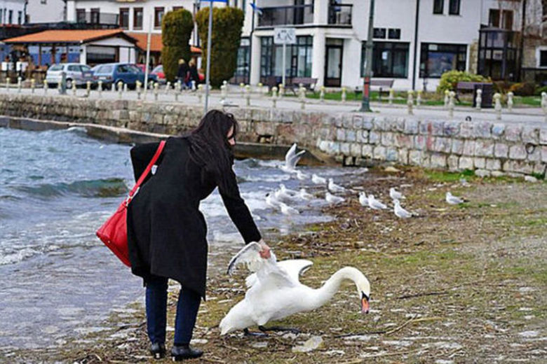 Šta se to desilo ljudima: Turistkinja ubila labuda kako bi napravila fotografiju (VIDEO)