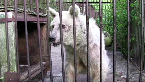 Pogledajte čudesnu transformaciju medvjedice s najtužnijim očima (VIDEO)