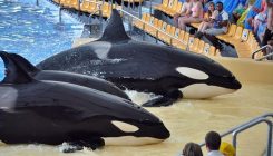 SeaWorld prekida program uzgoja orki