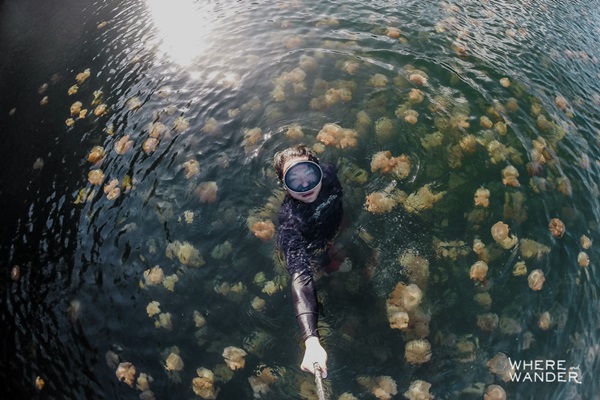 Plivanje sa meduzama: Ovo jezero vam pruža nevjerovatan doživljaj (VIDEO)