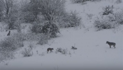 Rijedak susret vuka i risa zabilježen kamerom (VIDEO)