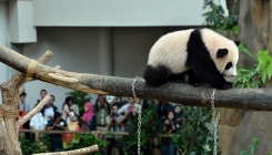 Rast populacije medvjeda u Kini: Velika panda više nije ugrožena životinja