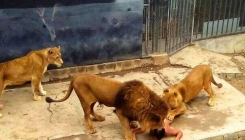 Mladić 'provalio' u lavlji kavez: On je preživio, a lavove su ubili (VIDEO)