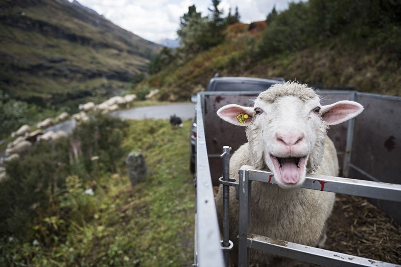 Wales: Stado ovaca paslo marihuanu i izazvalo "haos" u selu