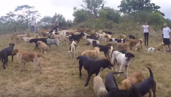 Costa Rica: Hiljade pasa pronašlo raj u "Zemlji zalutalih" (VIDEO)