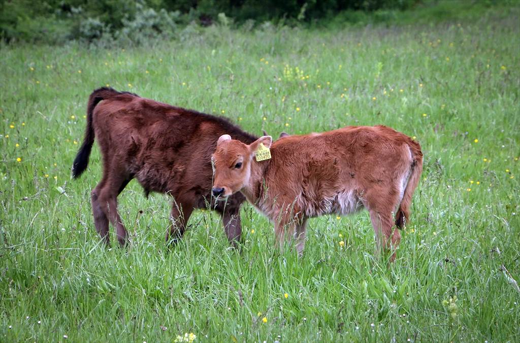 U BiH za sada nema "kvrgave kože": Odobreno 25.000 doza vakcina