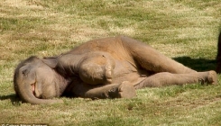 Neodoljivo slonče odbija da se probudi (VIDEO)