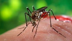 Istraživanje pokazalo: Virus Zika može razoriti mozak odraslih